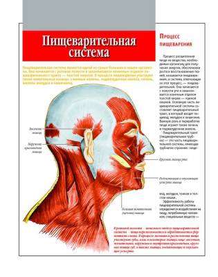 Анатомический атлас. Основы строения и физиологии человека